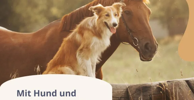 Ein Hund sitzt neben einem Pferd vor einem Holzbalken.