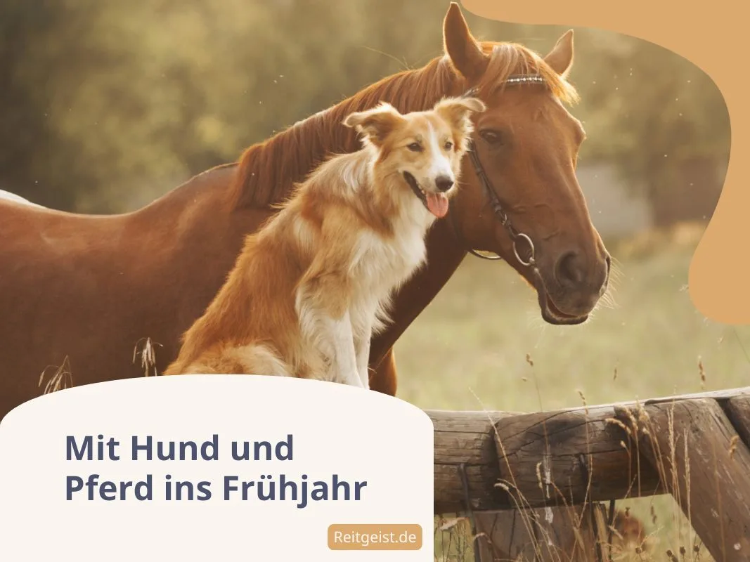 Ein Hund sitzt neben einem Pferd vor einem Holzbalken.